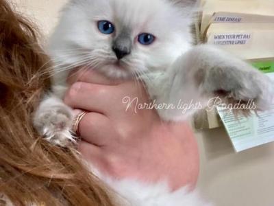 Sunny2 - Ragdoll - Gallery Photo #1