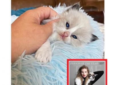 Taylorswift - Ragdoll - Gallery Photo #1