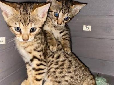 Savannah Kittens - Savannah - Gallery Photo #1