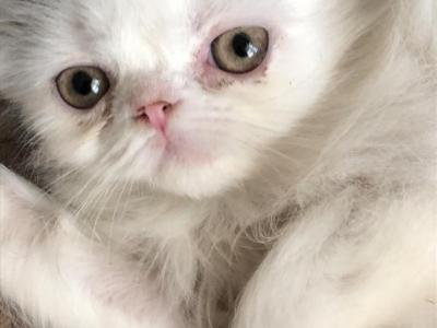 Baby Mo - Persian - Gallery Photo #1