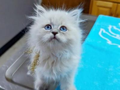 Diamond - Siberian - Gallery Photo #1