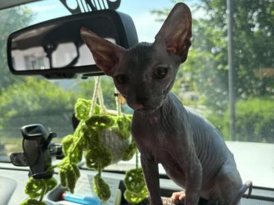 Patchy - Sphynx - Gallery Photo #1