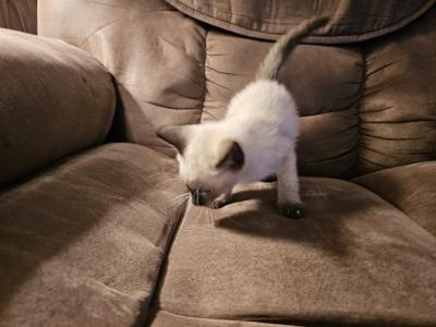 Remingtons Litter - Siamese - Gallery Photo #1