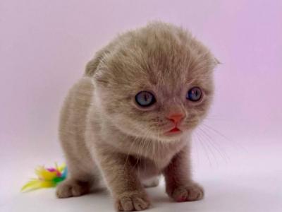 Lilac - Scottish Fold - Gallery Photo #1