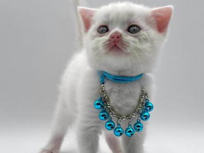 Pure White Boy - Scottish Fold - Gallery Photo #1