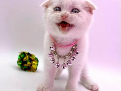 Pure White Girl 2 - Scottish Fold - Gallery Photo #1