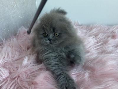 Tiffany Scottish Fold Female - Scottish Fold - Gallery Photo #1