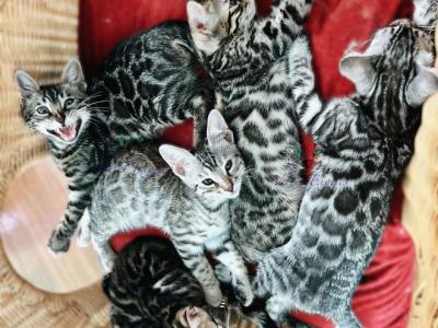 Silver And Brown Bengal Kittens - Bengal - Gallery Photo #1