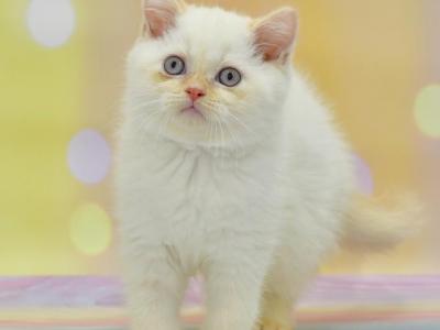 Denis - British Shorthair - Gallery Photo #1