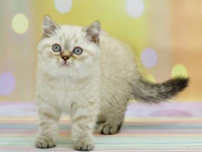 Drago - British Shorthair - Gallery Photo #1