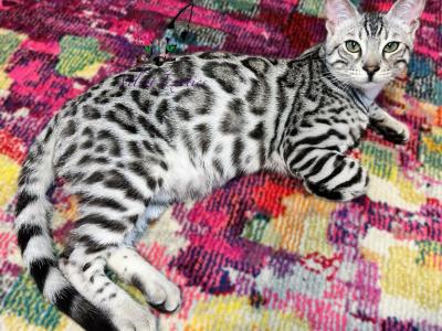 Bengal Kittens Ready Now - Bengal - Gallery Photo #1