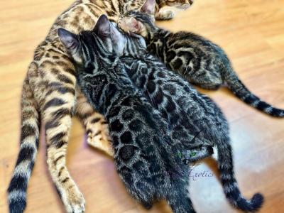 Bengals Tica Registered Discount - Bengal - Gallery Photo #1