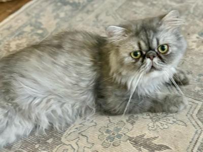 Henry - Persian - Gallery Photo #1