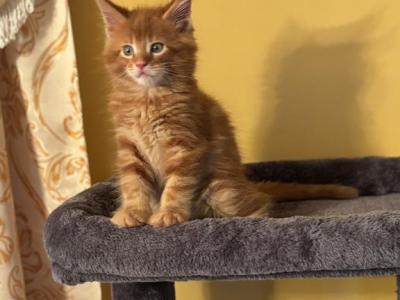 Maine Coon - Maine Coon - Gallery Photo #1