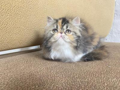 Zara  Is Reserved - Persian - Gallery Photo #1