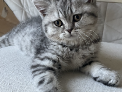 Fluffy Kitties - Scottish Fold - Gallery Photo #1