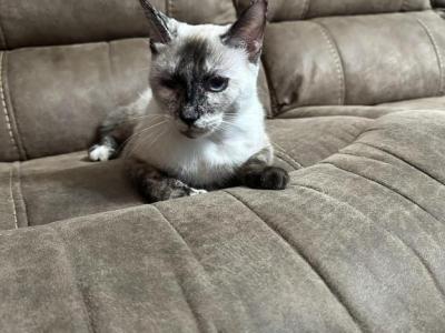 Frankie - Siamese - Gallery Photo #1