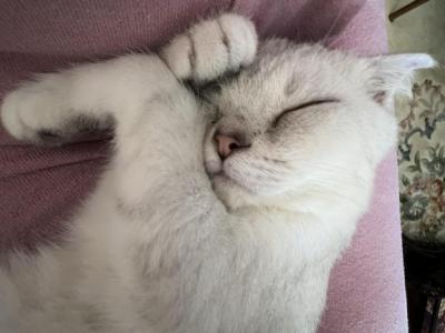 Bambi - Scottish Fold - Gallery Photo #1