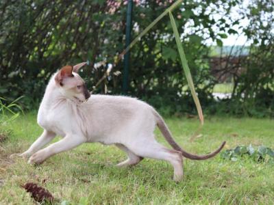 Genesis Marbleficent - Peterbald - Gallery Photo #1