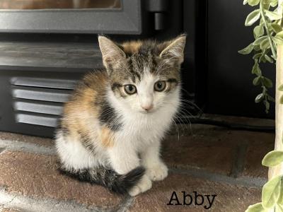 Abby - Domestic - Gallery Photo #1