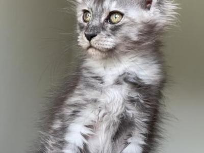 F Litter - Maine Coon - Gallery Photo #1