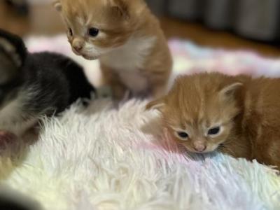 Careshas Newest Litter - Maine Coon - Gallery Photo #1