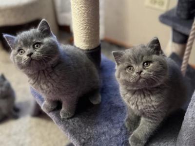 Kittens - Scottish Straight - Gallery Photo #1