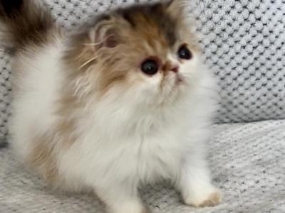 Adorable Calico Girl - Persian - Gallery Photo #1