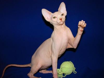 Marty - Sphynx - Gallery Photo #1