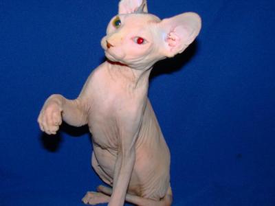 Mandy Odd Eyed - Sphynx - Gallery Photo #1