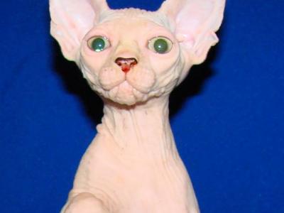 Colin - Sphynx - Gallery Photo #1