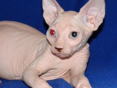 Damian Odd Eyed - Sphynx - Gallery Photo #1