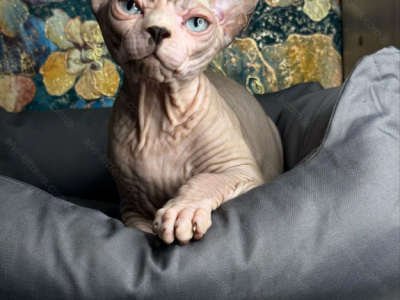 Canadian Sphynx Kitten Flint - Sphynx - Gallery Photo #1