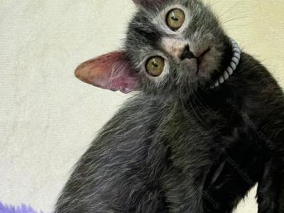 Lykoi Kitten Name Naomi - Lykoi - Gallery Photo #1