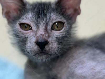 Lykoi Kitten Name Benwick - Lykoi - Gallery Photo #1