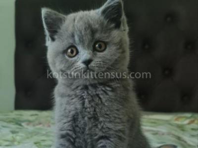 Eily Plushy British Shorthair Blue Solid Color - British Shorthair - Gallery Photo #1