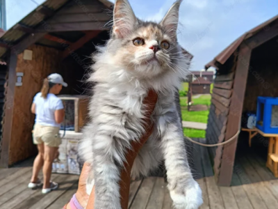 Maine Coon Kitten Name Luna - Maine Coon - Gallery Photo #1