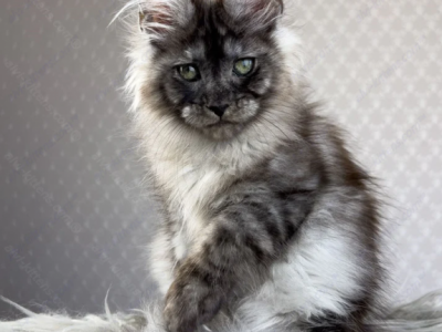 Tamerlan - Maine Coon - Gallery Photo #1