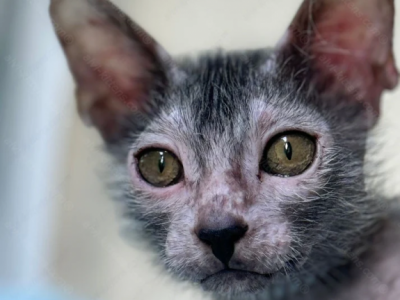 Lykoi Kitten Name Benwick - Lykoi - Gallery Photo #1