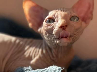 Canadian Sphynx Kitten Name Wagner - Sphynx - Gallery Photo #1