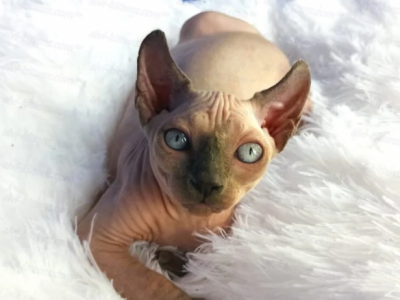 Elf Kitten Name Darina - Sphynx - Gallery Photo #1