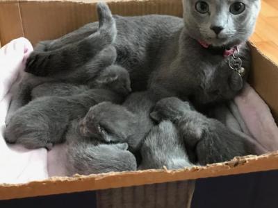 Russian Blue M&F - Russian Blue - Gallery Photo #1