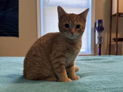 Price Drop On Orange Kitten For Sale - Siberian - Gallery Photo #1