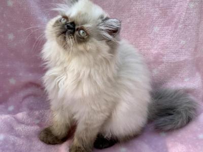 Topnotchofme Millie - Persian - Gallery Photo #1