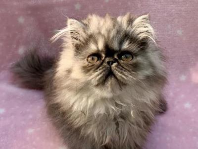 Topnotchofme Molly - Persian - Gallery Photo #1