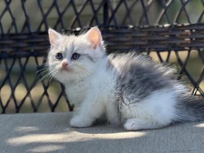 Blue Tabby Bicolor Scottish Straight Girl - Scottish Straight - Gallery Photo #1