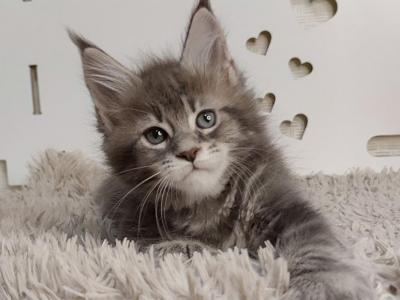 Xena Polydactyly Maine Coon Female - Maine Coon - Gallery Photo #1