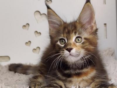 Walkiriа Poly Maine Coon Female - Maine Coon - Gallery Photo #1