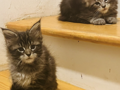 Twins - Maine Coon - Gallery Photo #1