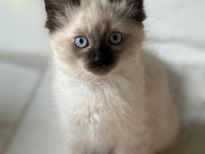 Long Haired Siamese Aka Balinese - Siamese - Gallery Photo #1